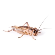 16285173985