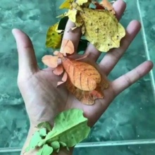 16906702999